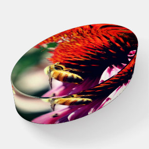 Honey Bee On Coneflower Close Up Paperweight