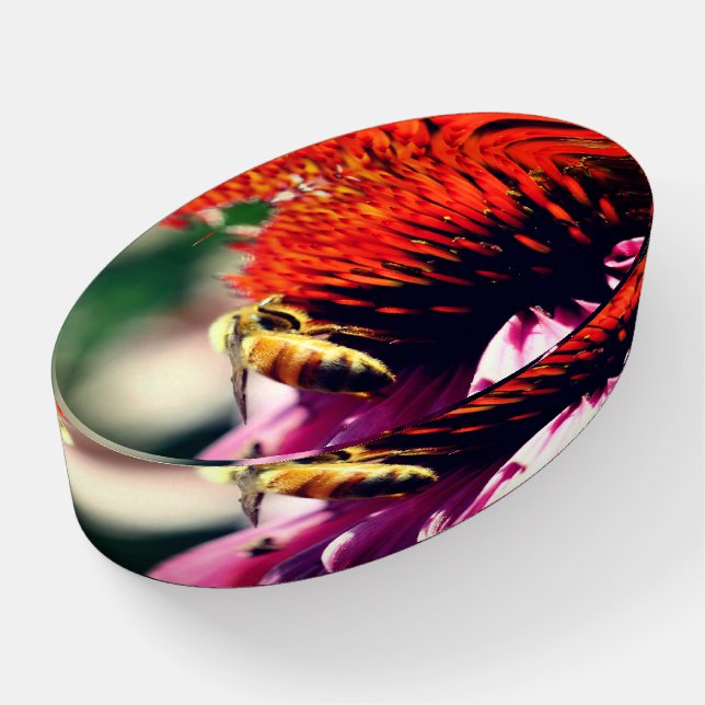 Honey Bee On Coneflower Close Up  Paperweight (Angled)