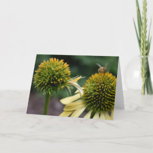Honey Bee on Coneflower Greeting Card