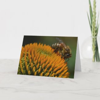 Honey Bee on Coneflower Greeting Card
