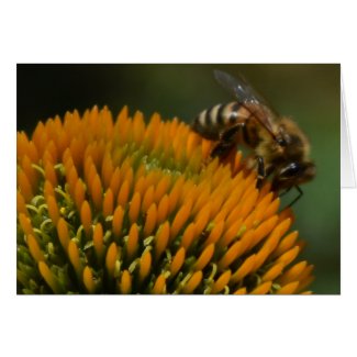 Honey Bee on Coneflower Greeting Card