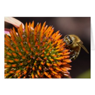 Honey Bee on Coneflower Greeting Card