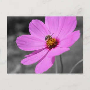 Honey Bee On Cosmos Flower Black And White Postcard