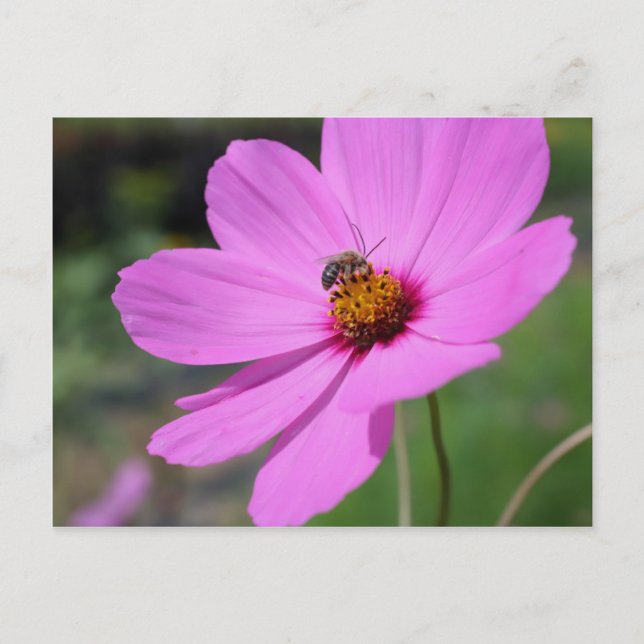 Honey Bee On Cosmos Flower Nature Postcard (Front)