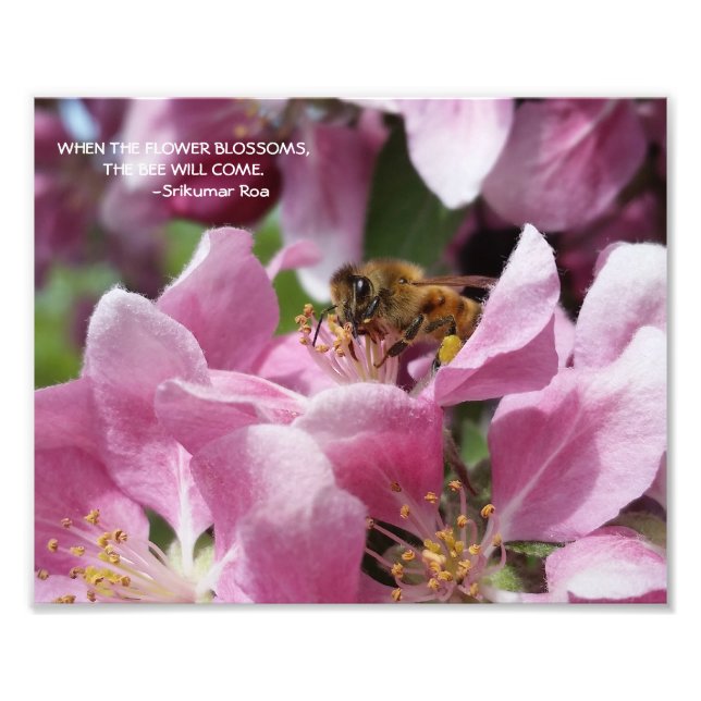 Honey Bee on Crabapple Blossom with Quote Photo Print (Front)