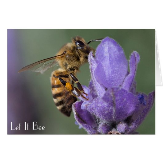 Honey Bee on Lavender Flower Photo Card (Front Horizontal)