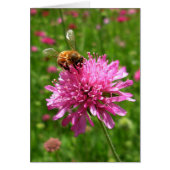 Honey bee on pink flower (Front)