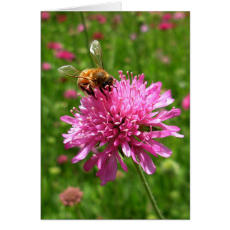 Honey bee on pink flower cards