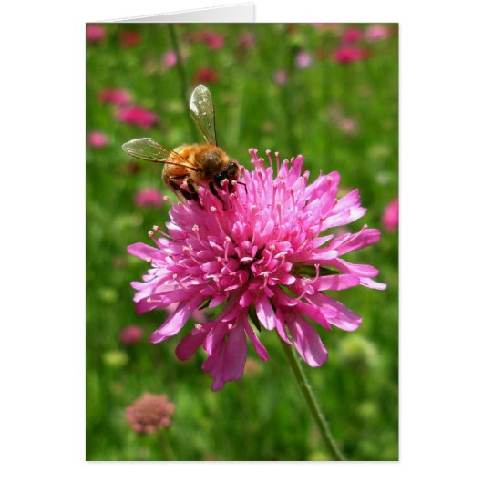 Honey bee on pink flower cards (Front)