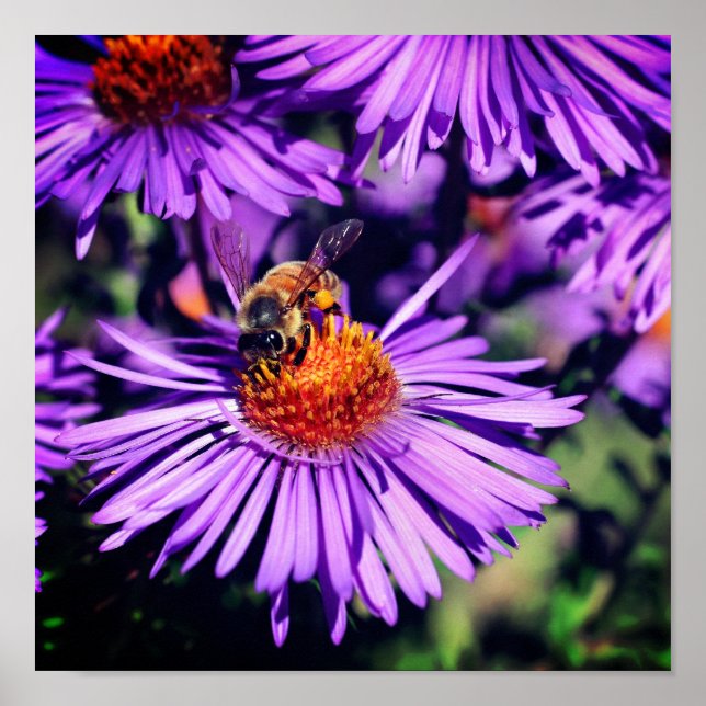 Honey Bee On Purple Aster Flower Poster (Front)