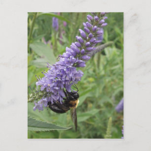 Honey Bee on Purple Flower Postcard