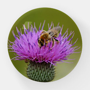 Honey Bee on Purple Thistle Flower Paperweight