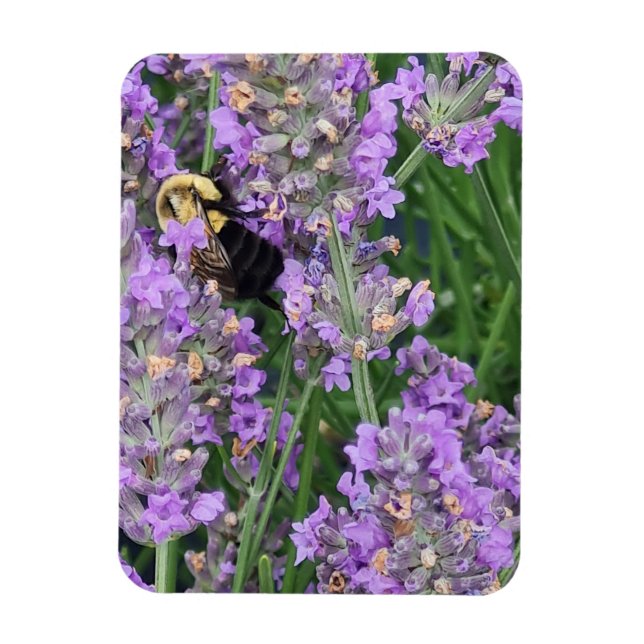 Honey Bee on the Lavender Magnet (Vertical)