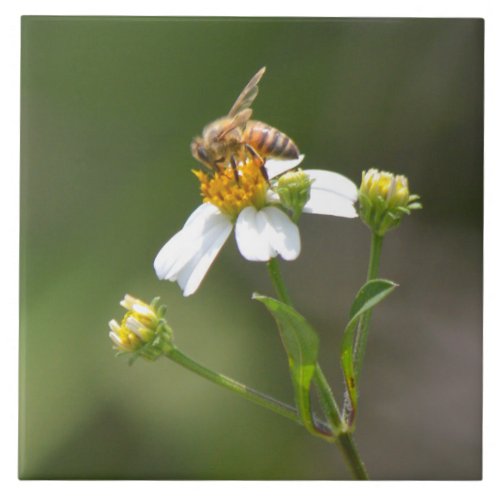 Honey Bee on white flower Tile