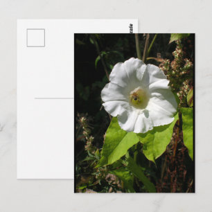 Honey Bee on Wild Morning Glory Postcard