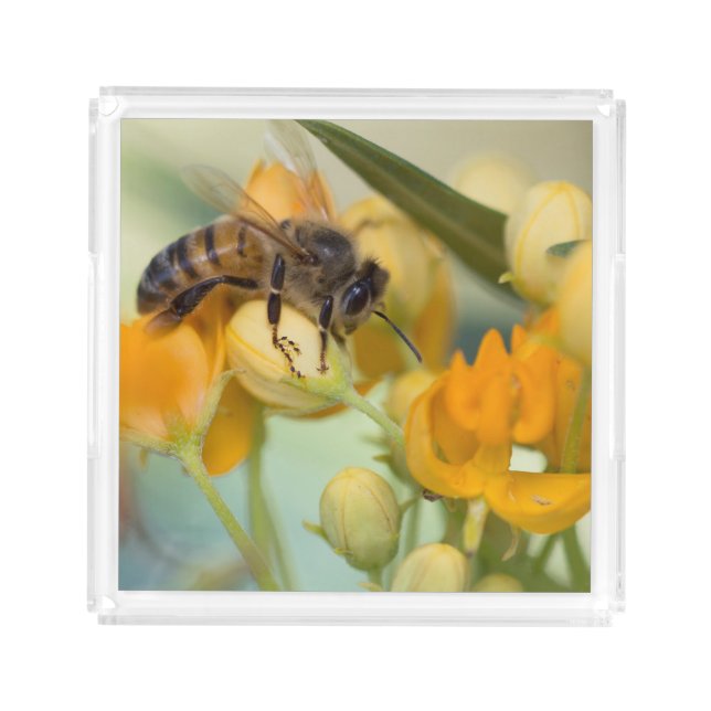 Honey Bee Perfume Tray (Front)