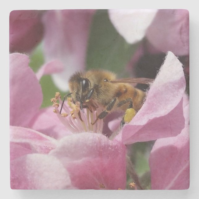 Honey Bee Polinating Pink Crabapple Flower Stone Coaster (Front)