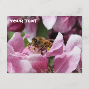 Honey Bee Pollinating Pink Crabapple Tree Blossom Postcard