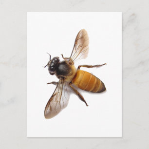 Honey Bee Postcard