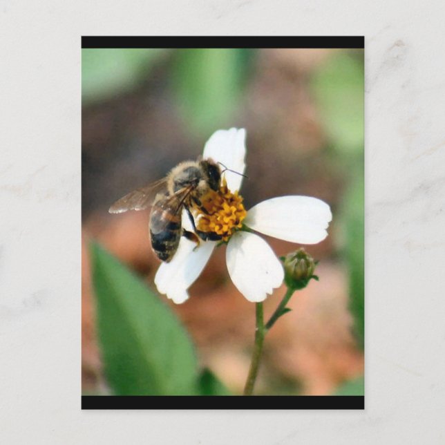 Honey Bee Postcard (Front)