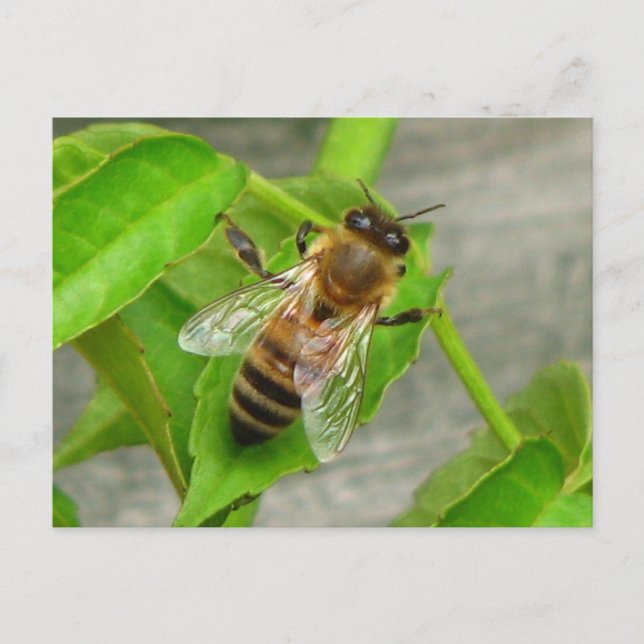 Honey Bee Postcard (Front)