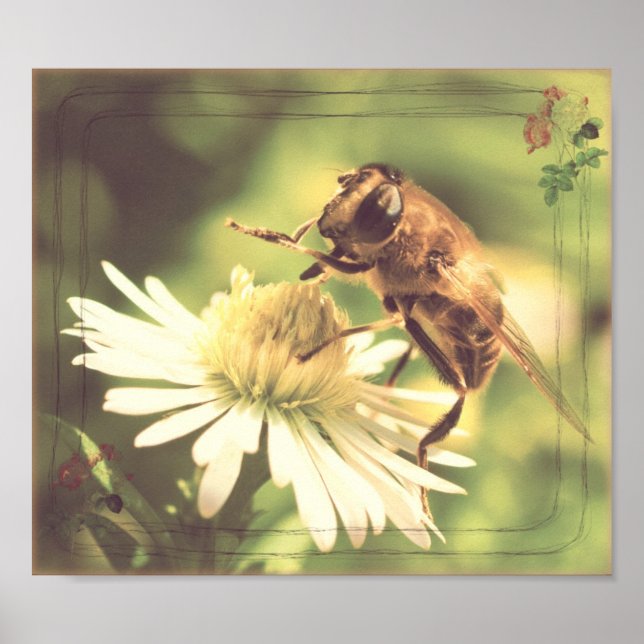 Honey Bee Poster (Front)