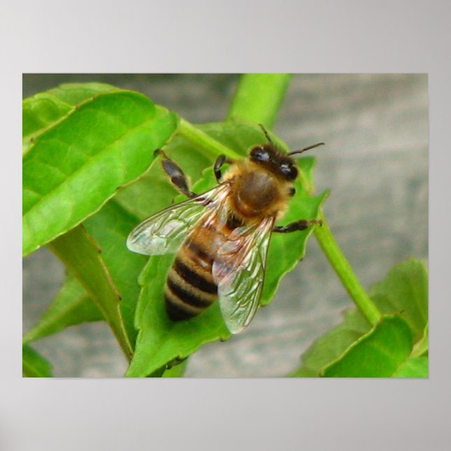 Honey Bee Poster (Front)