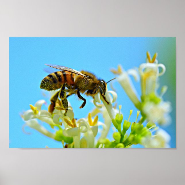 Honey Bee Poster (Front)