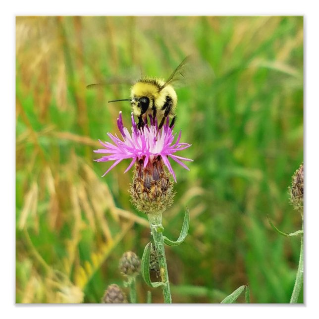 Honey Bee Pulling Weeds? Photo Print (Front)