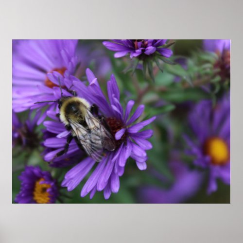 Honey Bee  Purple Flowers photo Poster