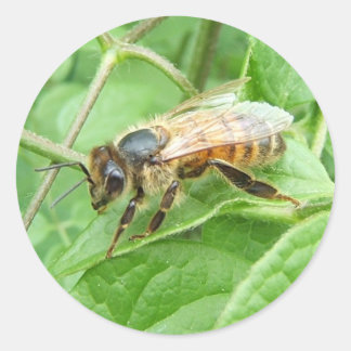 Honey Bee ~ sticker