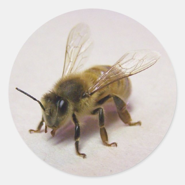 Honey Bee Sticker (Front)