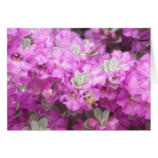 Honey Bee & Texas Sage Cards (Front Horizontal)