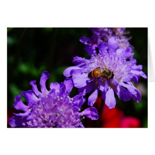 Honey Bee'n Made!  Cards (Front Horizontal)