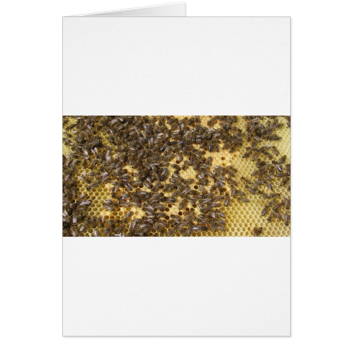 Honey Bees everywhere Greeting Card