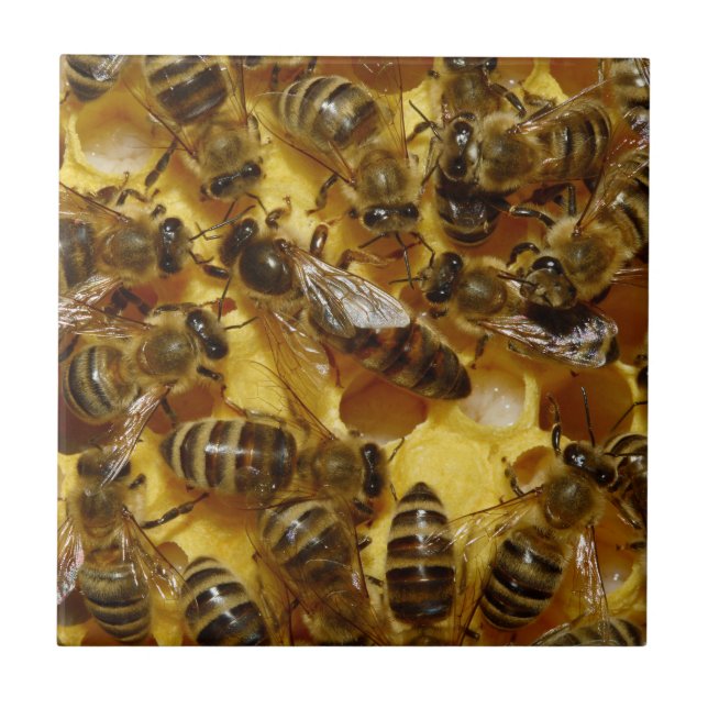Honey Bees in Hive with Queen in Middle Ceramic Tile (Front)