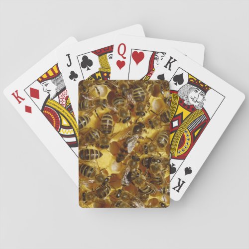 Honey Bees in Hive with Queen in Middle Poker Cards