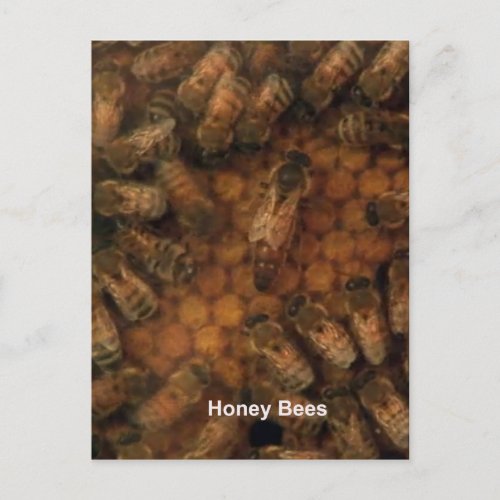 Honey Bees make dark background DIY add text photo Postcard