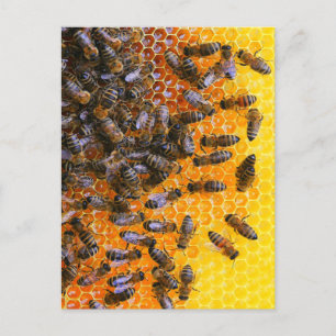HONEY BEES POSTCARD