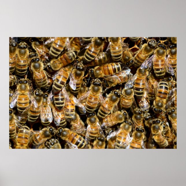 Honey bees poster (Front)