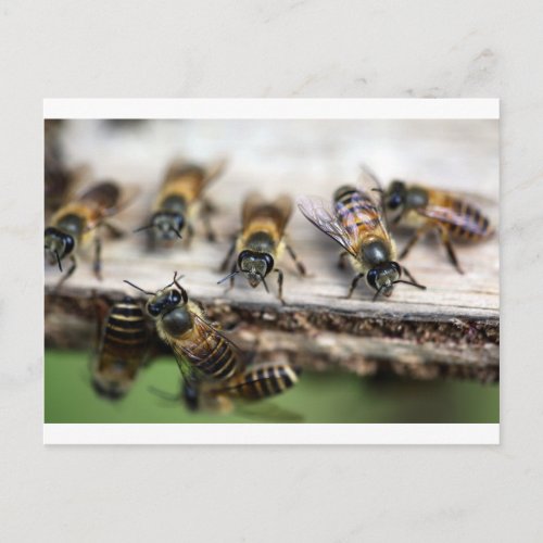 Honey bees working at beehive postcard