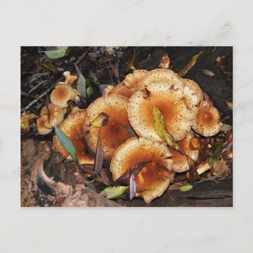 Honey Fungus Armillaria Mellea Postcard