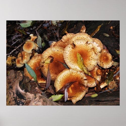 Honey Fungus Armillaria Mellea Poster
