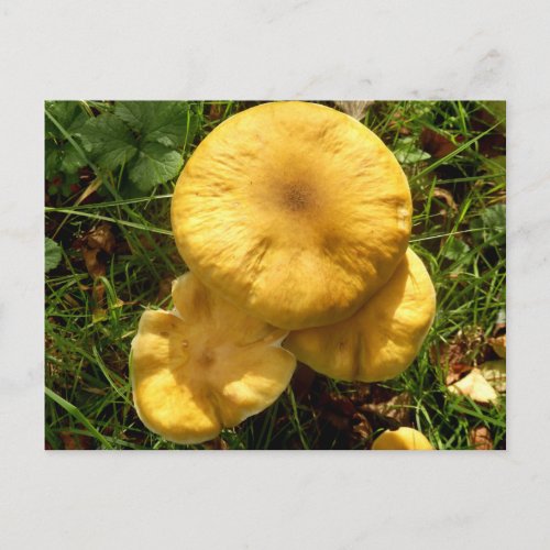 Honey Fungus Mushroom Postcard