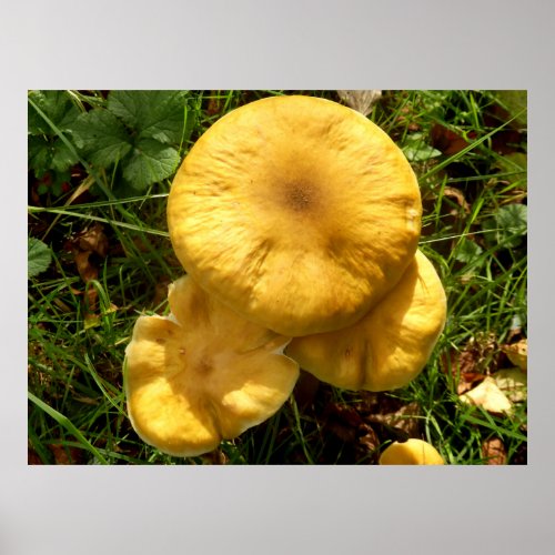 Honey Fungus Mushroom Poster