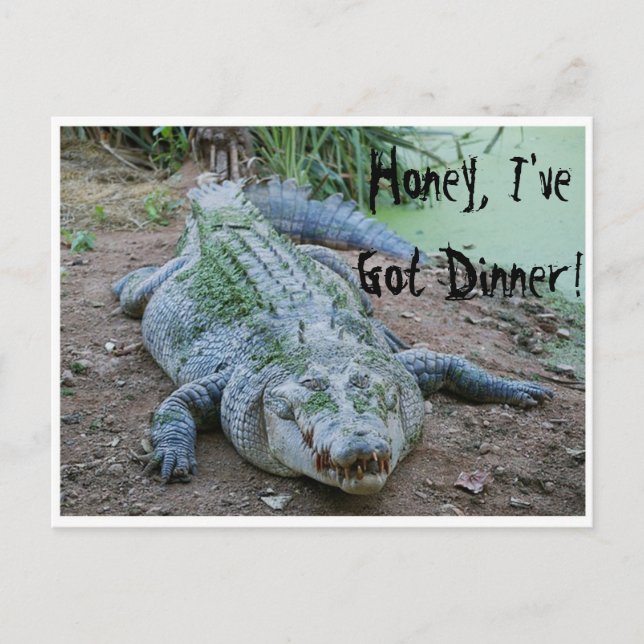 Honey, I've Got Dinner Hungry Crocodile Postcard (Front)