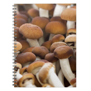 honey mushrooms notebook