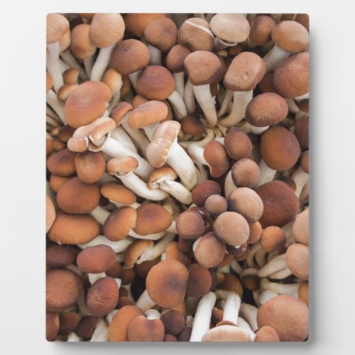 honey mushrooms plaque