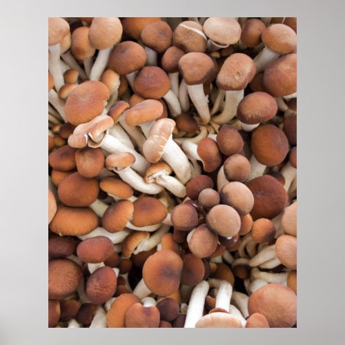 honey mushrooms  poster