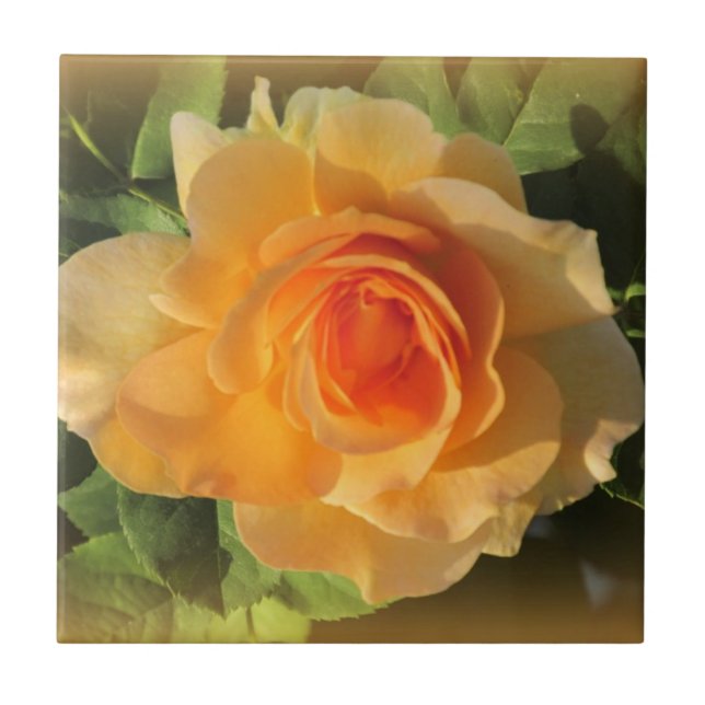 Honey Perfume Rose Ceramic Tile (Front)